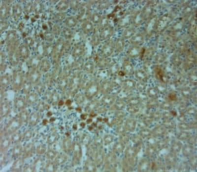 Immunohistochemistry-Paraffin: Connexin 40/GJA5 Antibody [NBP1-46568]