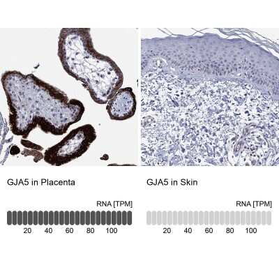 Immunohistochemistry-Paraffin: Connexin 40/GJA5 Antibody [NBP3-17079]