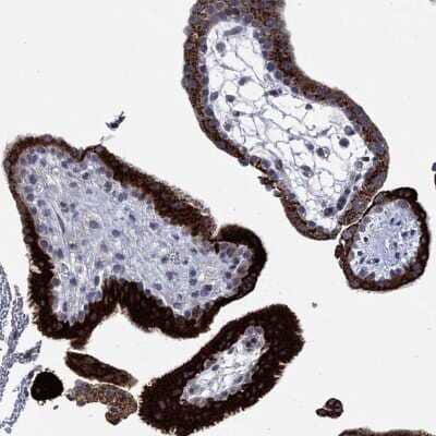 Immunohistochemistry-Paraffin: Connexin 40/GJA5 Antibody [NBP3-17079]