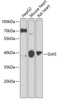 Western Blot: Connexin 40/GJA5 AntibodyBSA Free [NBP2-92491]