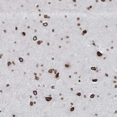 Immunohistochemistry-Paraffin: Connexin 40.1 Antibody [NBP1-85374]