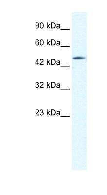 Western Blot: Connexin 40.1 Antibody [NBP1-59161]