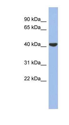 Western Blot: Connexin 40.1 Antibody [NBP1-59280]