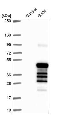 Western Blot: Connexin 40.1 Antibody [NBP1-85374]