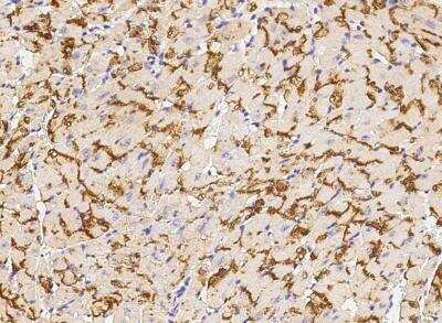 Immunohistochemistry-Paraffin: Connexin 43/GJA1 Antibody (105) [NBP2-89209]