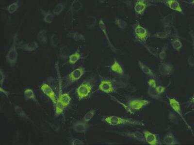 Immunocytochemistry/ Immunofluorescence: Connexin 45/GJC1 Antibody (5B9.2) - BSA Free [NBP2-29754]