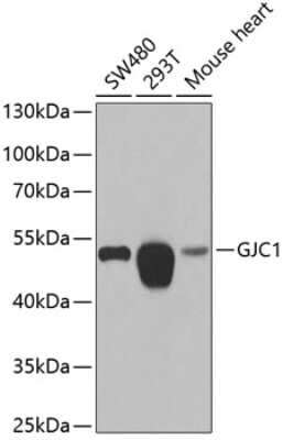 Western Blot: Connexin 45/GJC1 AntibodyBSA Free [NBP2-92802]