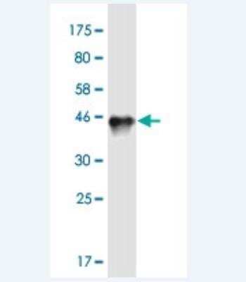 Western Blot: Connexin 50/GJA8 Antibody (8A10) [H00002703-M02-100ug]