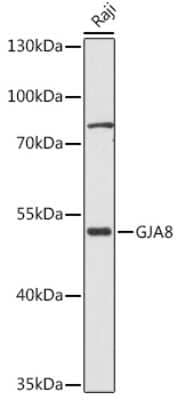 Western Blot: Connexin 50/GJA8 AntibodyAzide and BSA Free [NBP3-15748]