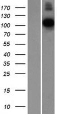 Western Blot: Contactin-1 Overexpression Lysate [NBP2-05089]