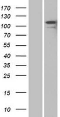 Western Blot: Contactin-2/TAG1 Overexpression Lysate [NBP2-10520]