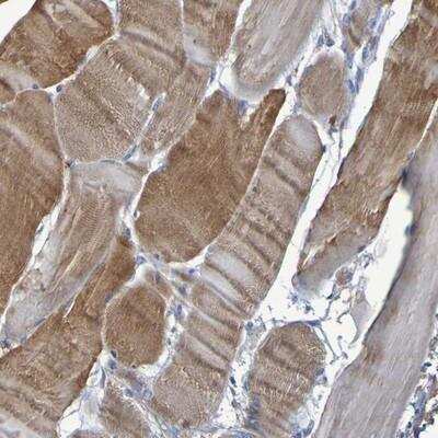 Immunohistochemistry-Paraffin: Contactin-2/TAG1 Antibody [NBP1-90054]