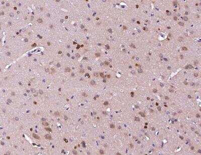 Immunohistochemistry-Paraffin: Contactin-3 Antibody [NBP3-12813]