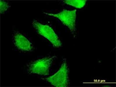 Immunocytochemistry/ Immunofluorescence: Contactin-4 Antibody (4B10) [H00152330-M06]