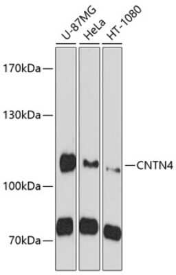 Western Blot: Contactin-4 AntibodyBSA Free [NBP2-92013]