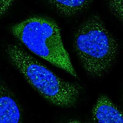 Immunocytochemistry/ Immunofluorescence: Contactin-5 Antibody [NBP1-83242]