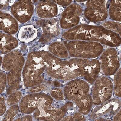 Immunohistochemistry-Paraffin: Contactin-5 Antibody [NBP1-83242]