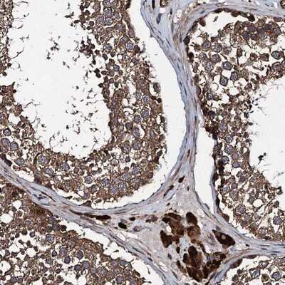 Immunohistochemistry-Paraffin: Contactin-5 Antibody [NBP1-83243]