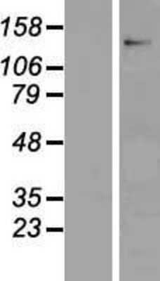 Western Blot: Contactin-6 Overexpression Lysate [NBP2-10318]