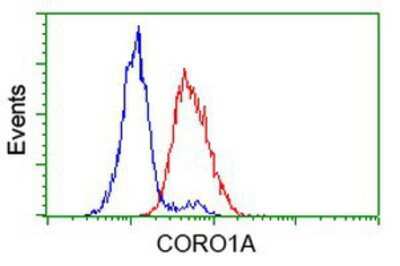 Flow Cytometry: Coronin-1a Antibody (OTI1A5) [NBP2-02779]