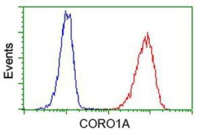 Flow Cytometry: Coronin-1a Antibody (OTI1A5) [NBP2-02779]