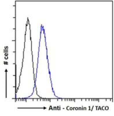 Flow Cytometry: Coronin-1a Antibody [NB100-1298]