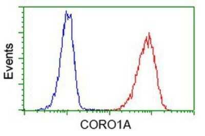 Flow Cytometry: Coronin-1a Antibody (OTI1A5) - Azide and BSA Free [NBP2-71680]