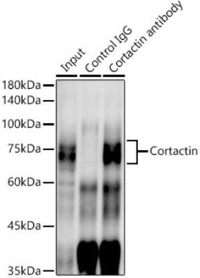 Immunoprecipitation: Cortactin Antibody (2W5H9) [NBP3-16813]