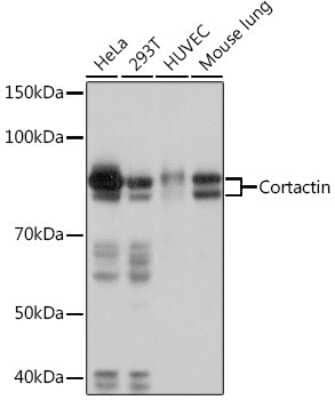 Western Blot: Cortactin Antibody (2W5H9) [NBP3-16813]