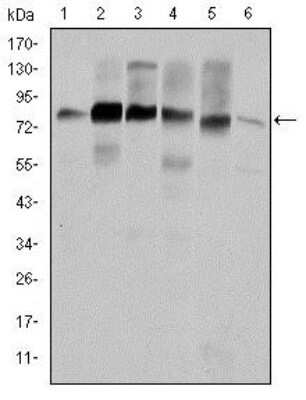 Western Blot: Cortactin Antibody (4C6)BSA Free [NBP2-37621]