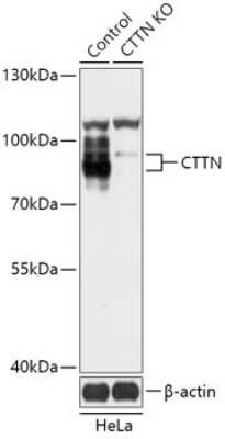 Knockout Validated: Cortactin Antibody - Azide and BSA Free [NBP3-03328]