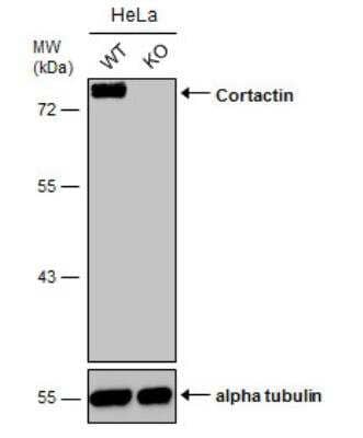 Knockout Validated: Cortactin Antibody [NBP2-15970]