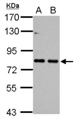 Western Blot: Cortactin Antibody [NBP2-15971]