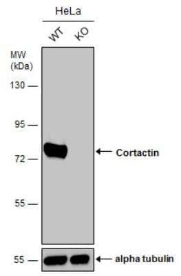 Knockout Validated: Cortactin Antibody [NBP2-15971]