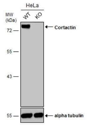 Knockout Validated: Cortactin Antibody [NBP2-15972]