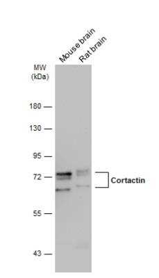 Western Blot: Cortactin Antibody [NBP2-15972]