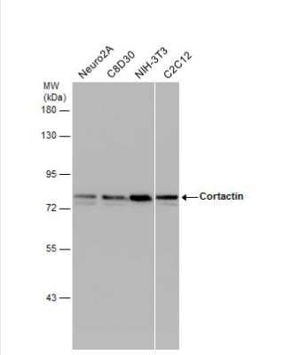 Western Blot: Cortactin Antibody [NBP2-15972]