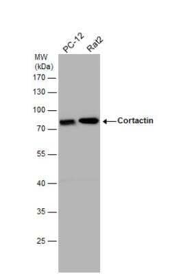 Western Blot: Cortactin Antibody [NBP2-15972]