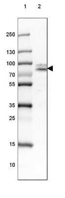 Western Blot: Cortactin Antibody [NBP2-38826]