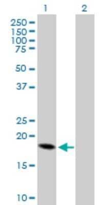 Western Blot: Corticotropin Releasing Factor Antibody [H00001392-B01P]