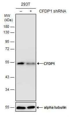 Western Blot: Craniofacial Development Protein 1 Antibody (9612) [NBP2-43759]