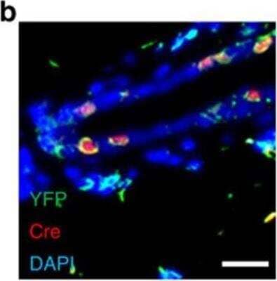 Immunohistochemistry: Cre Antibody - BSA Free [NB100-56133]