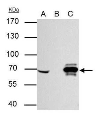 Immunoprecipitation: Cre Antibody (10212) [NBP2-42832]