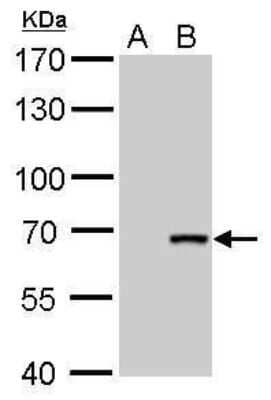 Western Blot: Cre Antibody (10212) [NBP2-42832]