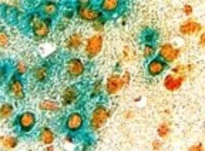 Immunohistochemistry: Cre Antibody - BSA Free [NB100-56133]