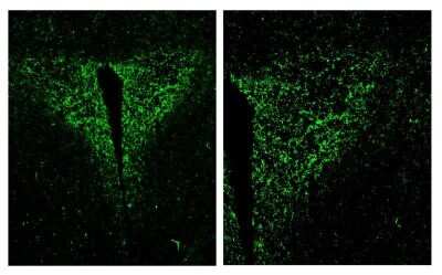 Immunohistochemistry: Cre Antibody - BSA Free [NB100-56133]