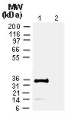 Western Blot: Cre AntibodyBSA Free [NB100-56133]