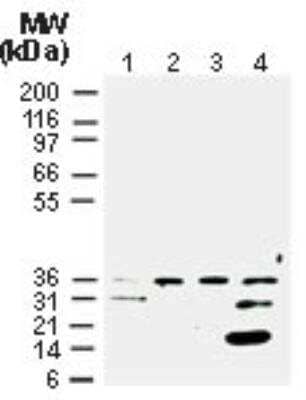 Western Blot: Cre Antibody [NB100-56134]