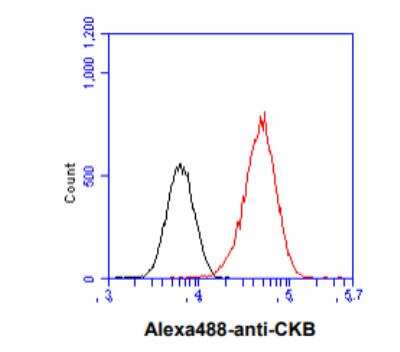 Flow Cytometry: Creatine Kinase BB Antibody (8E4) - BSA Free [NBP2-59462]
