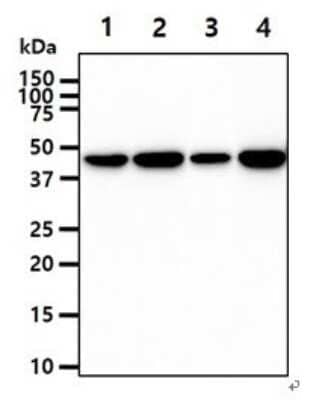 Western Blot: Creatine Kinase BB Antibody (8E4)BSA Free [NBP2-59462]